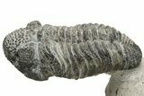 Drotops Trilobite With Exposed Hypostome - Mrakib, Morocco #235810-3